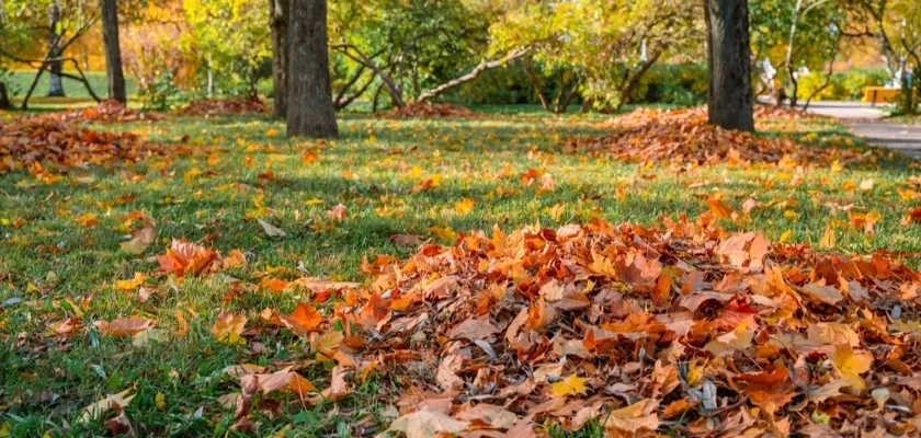 Nos conseils et outils pour l'entretien du jardin en automne