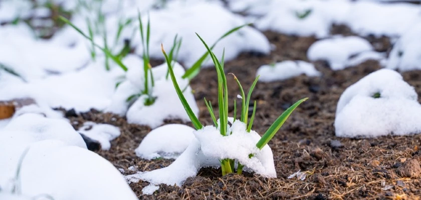 Tous nos conseils pour entretenir et protéger votre jardin en hiver !